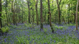 Illogan to Tehidy Woods Cornwall [upl. by Enomys]