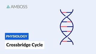 Crossbridge Cycle Muscle Contraction [upl. by Barnebas]