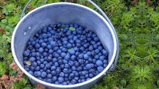 How To Grow Bucket Full Of Blueberries No Matter Where You Live [upl. by Nyrek474]