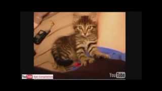 Grappige katten filmpjes 2014 compilatie [upl. by Hurst]