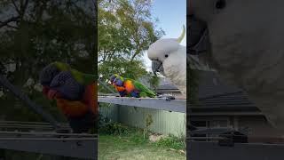 Ms Peggy OneLegged Cockatoo cockatoo wildbirds australianparrots hearttouchingstory [upl. by Sana]