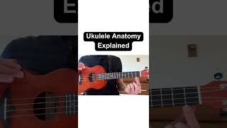 Parts of the Ukulele Explained shorts [upl. by Urbannai]