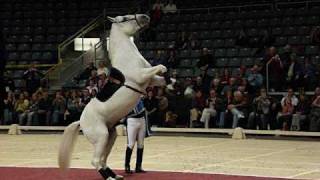 Lipizzaner Stallions [upl. by Wanda]