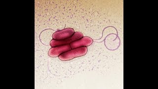 Bacterias Stenotrophomona maltophilia una bacteria de pesadilla Documental TV [upl. by Cassell]