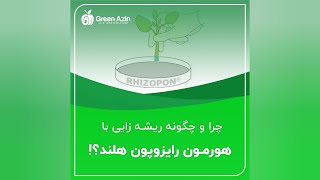 Why roots are formed with Rhizopon  چرا و چگونه ریشه زایی با هورمون رایزوپون هلند [upl. by Asilat]