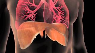 Florida Hospital Kissimmee Lung Anatomy Animation [upl. by Enilesoj]