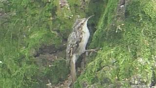 Rampichino alpestre Certhia familiaris [upl. by Rosenbaum]