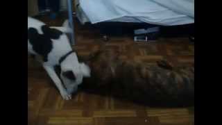 pitbull vs bullmastiff x rottweiler x pitbull [upl. by Ycul]