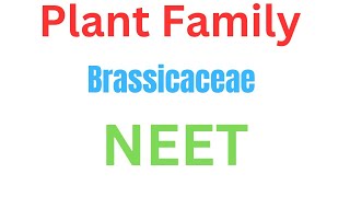 Plant family Brassicaceae musturd Neet medical aiims [upl. by Jarib]