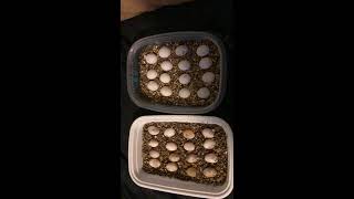 How to candle bearded dragon eggs [upl. by Nesyla]