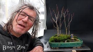 Pruning My Red Maple Penjing Firethorn and Korean Maple The Bonsai Zone Dec 2024 [upl. by Ennairda]