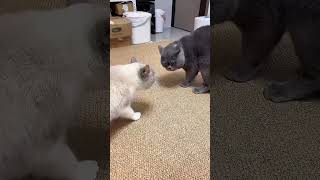 shortvideo funny petschannel yourpet cat funnypetschannel catschannel yourcat [upl. by Nnaul604]