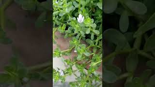 Benefits of brahmi and how to grow brahmi plant 💚 [upl. by Allerus]