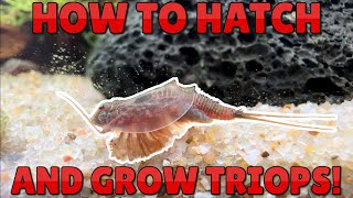 How to Hatch and Grow Triops  A Documentation from Egg to Adult [upl. by Romaine]