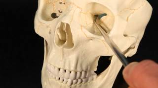 Discover the Secrets of the Sphenoid Bone 🦴 SkullAnatomy [upl. by Ramsey]