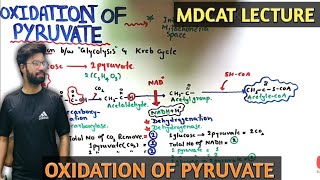 oxidation of pyruvate  NMDCAT 2021 [upl. by Hezekiah]