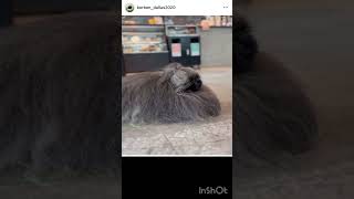 ジブリ doggo pets funny fluffy cuteanimals ryogoku 両国 [upl. by Taber]