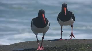 Pied Oystercatchers running away from a short lady [upl. by Corey886]