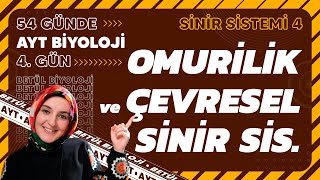 4 Omurilik ve Çevresel Sinir Sistemi  11 Sınıf Biyoloji  2024 AYT Biyoloji Kampı 4 Gün [upl. by Anetsirk]