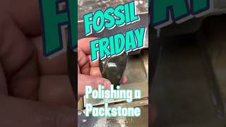 Fossil Friday packstone michiganrocks fossil rockpolishing lapidarypolishing tiktok foryou [upl. by Taka]