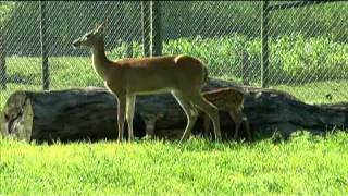 Amish Deer Farm in Ohio  Deer amp Wildlife Stories 2010 Episode 4 [upl. by Raskin]