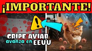 Gripe Aviar H5N1 ¿Estamos Preparados para Otro COVID19  VIRUS AVANZA EN EEUU [upl. by Millisent461]