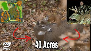 How To Design A 40 Acre Deer Hunting Parcel [upl. by Analli]