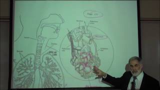 RESPIRATORY PHYSIOLOGY INTRO amp REVIEW OF FUNCTIONAL ANATOMY by Professor Fink [upl. by Sacha]