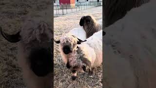 Valais Blacknose Sheep in the morning [upl. by Colwell]