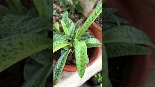 Drimiopsis lancifolia kirkii A exotic air purifying indor plant plants [upl. by Hasty]