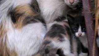 Breast Feeding of Kittens [upl. by Bethanne]