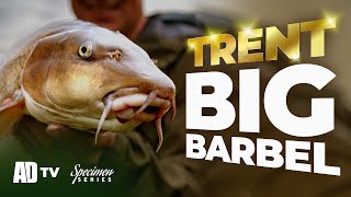 Big Trent Barbel  Autumn Barbel Specimen Series [upl. by Esbenshade]