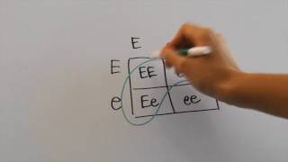 How to Interpret Pedigrees for AP Biology [upl. by Latham]