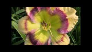 AHS The American Daylily Society Promotion [upl. by Repotsirhc]