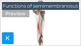 Functions of the semimembranosus muscle preview  Human 3D Anatomy  Kenhub [upl. by Aivatnuhs]