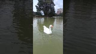 Persiguiendo Pato pato ducks hunt patico cazeria patos bicicleta acuatico lago agua [upl. by Lesig672]