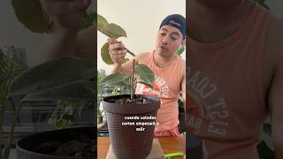 Reproduce a tu Ficus Elástica Variegata shortvideo short plantcaretips plants ficusplant plant [upl. by Akeber]