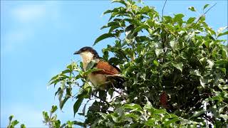 Burchells Coucals calling [upl. by Alaj]