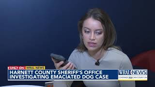 Harnett County Sheriffs Office investigating emaciated dog case [upl. by Ymac]