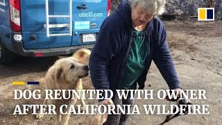 Dog survives California wildfire guards home for weeks while waiting for owner [upl. by Theurich]