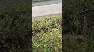 Garter snake in Sammamish WA animalshorts [upl. by Atikel656]