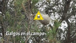 PRECAUCIÓN con estas ORUGAS cuando paseas con tu GALGO [upl. by Ennoval507]