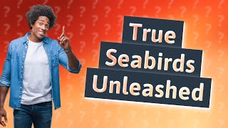 What are the true seabirds [upl. by Leopoldine639]