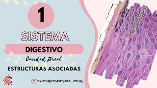 Sistema Digestivo I  Cavidad Bucal Estructuras Asociadas Resumido [upl. by Hinman303]