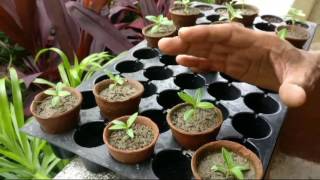 How to make seedlings and grow PeriwinkleVincaSadabahar [upl. by Griffis]