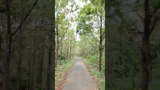 Forest malayalam thrissurdistrict vibes forest bike ride road day forestsounds [upl. by Haidebej]