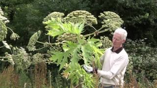 Video identification of Giant Hogweed [upl. by Annaiek705]