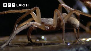 Subterranean Spiders Survive in Total Darkness  South Pacific  BBC Earth [upl. by Avlasor]