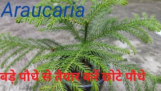 एरुकेरिया का पौधा तैयार करने की आसान विधिHow to propagate araucaria plant by cutting [upl. by Dnomde]