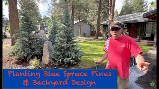 Planting Blue Spruce Trees amp Creative Backyard Design [upl. by Ariahaj]